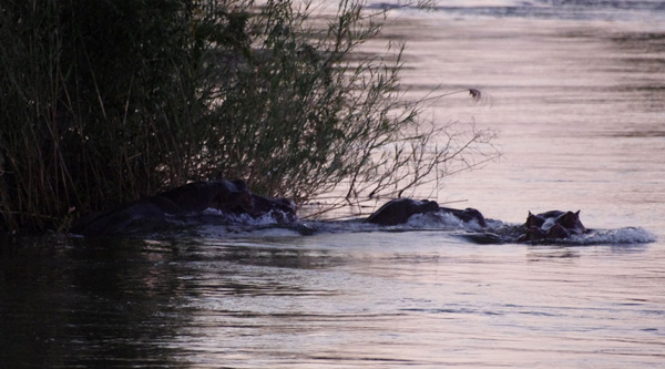 Hippos in the Okavango
