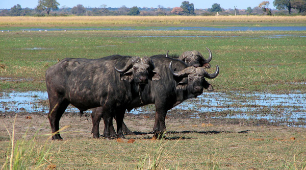 Afrikanische Büffel in der Buffalo Core Area 