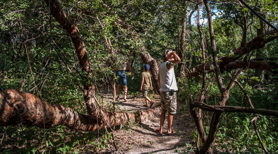Okavango Island walk