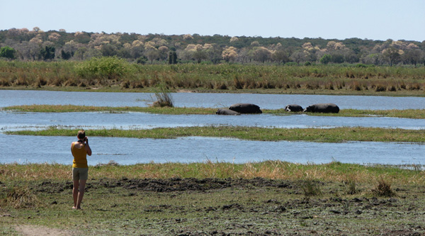 Hippos in the Mahango Game Park