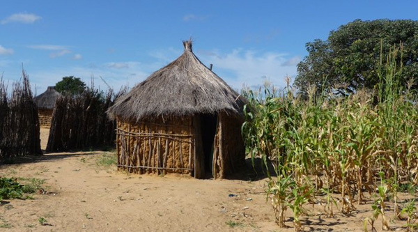 Traditionelle Hütten und Maispflanzen